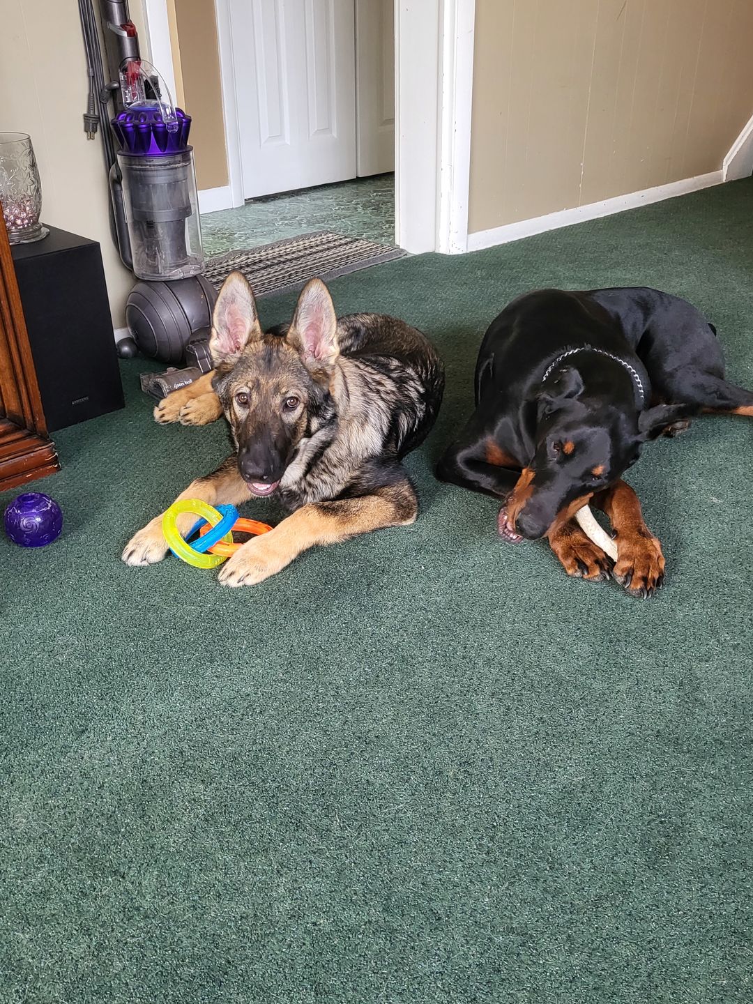 Customer photo review of Bil-Jac - Large Biscuits Dog Treats