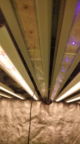Customer photo review of FGI 360-400NM UV-A Supplemental LED Grow Light
