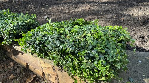 Customer photo review of Vinca Minor Bowles 50 count Flat