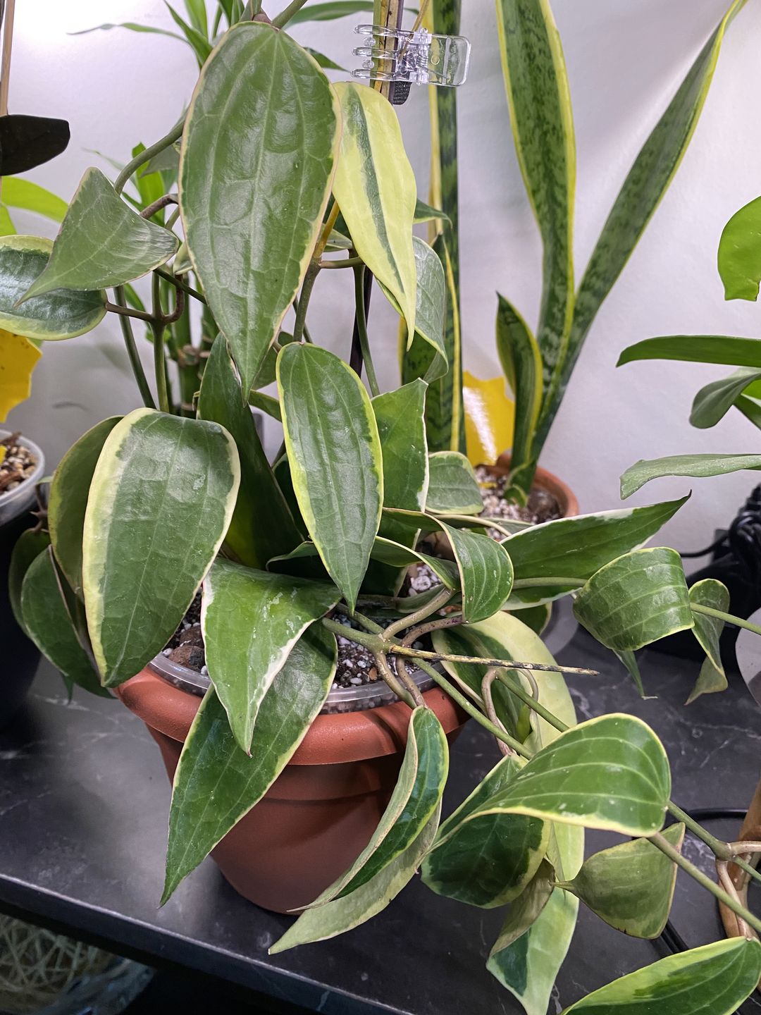 Customer photo review of 4" Hoya macrophylla 'Variegata'