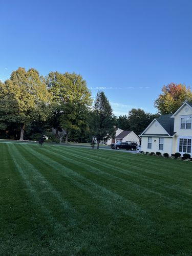 Customer photo review of GCI Turf Type Tall fescue Grass Seed