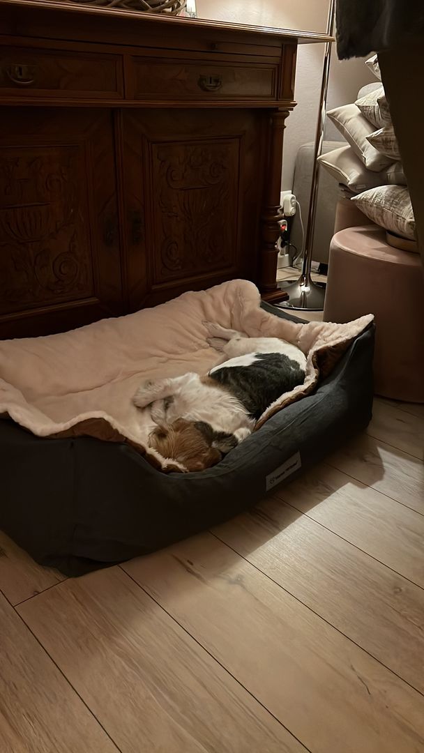 Customer photo review of Orthopädische Hunde Couch