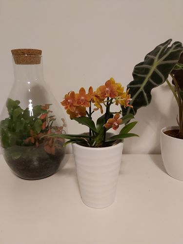 Customer photo review of Duftorchideen im 3er Set