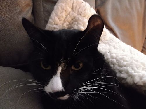 Customer photo review of Black Cat