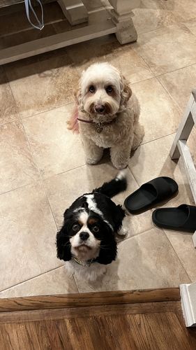 Customer photo review of CO2 Tablet For Pet | Lactic Acid | 10 Pack