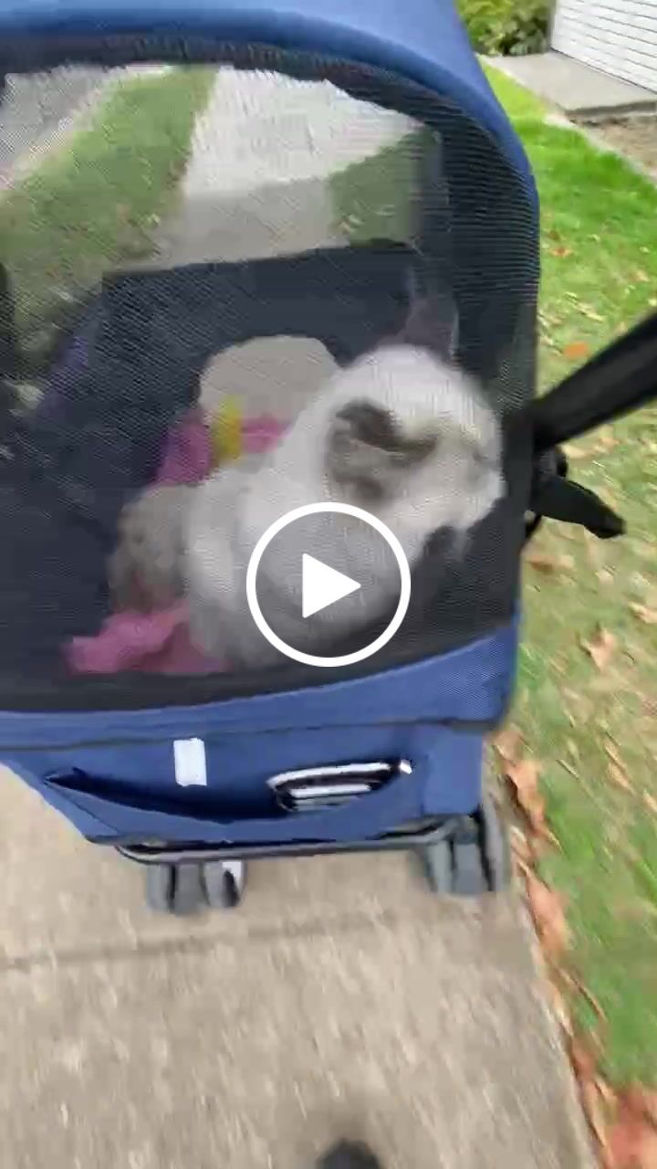 Customer video review of PaWz Large Pet Stroller Dog Cat Carrier