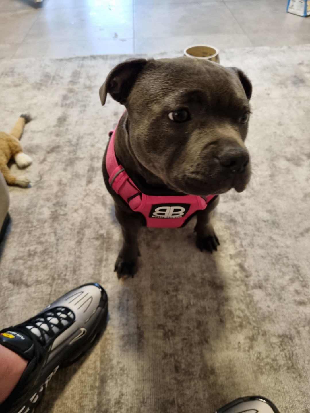 Customer photo review of Premium Comfort Harness | Non Restrictive & Adjustable - Magenta