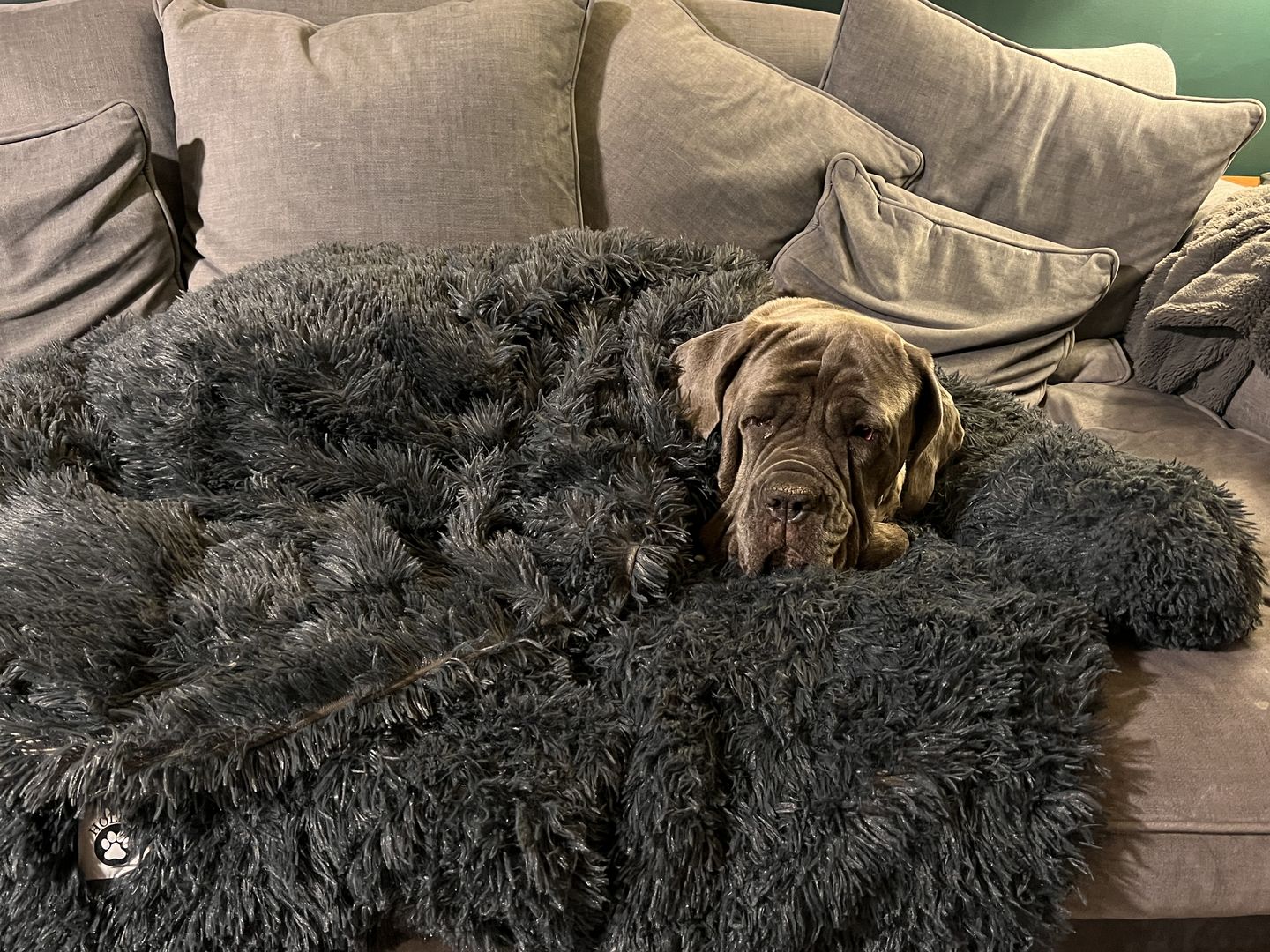 Customer photo review of Matching Calming Blanket