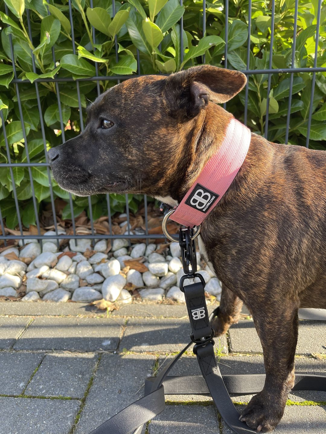 Customer photo review of 4cm Combat® Collar | Rated Clip - NO HANDLE - Pink v2.0
