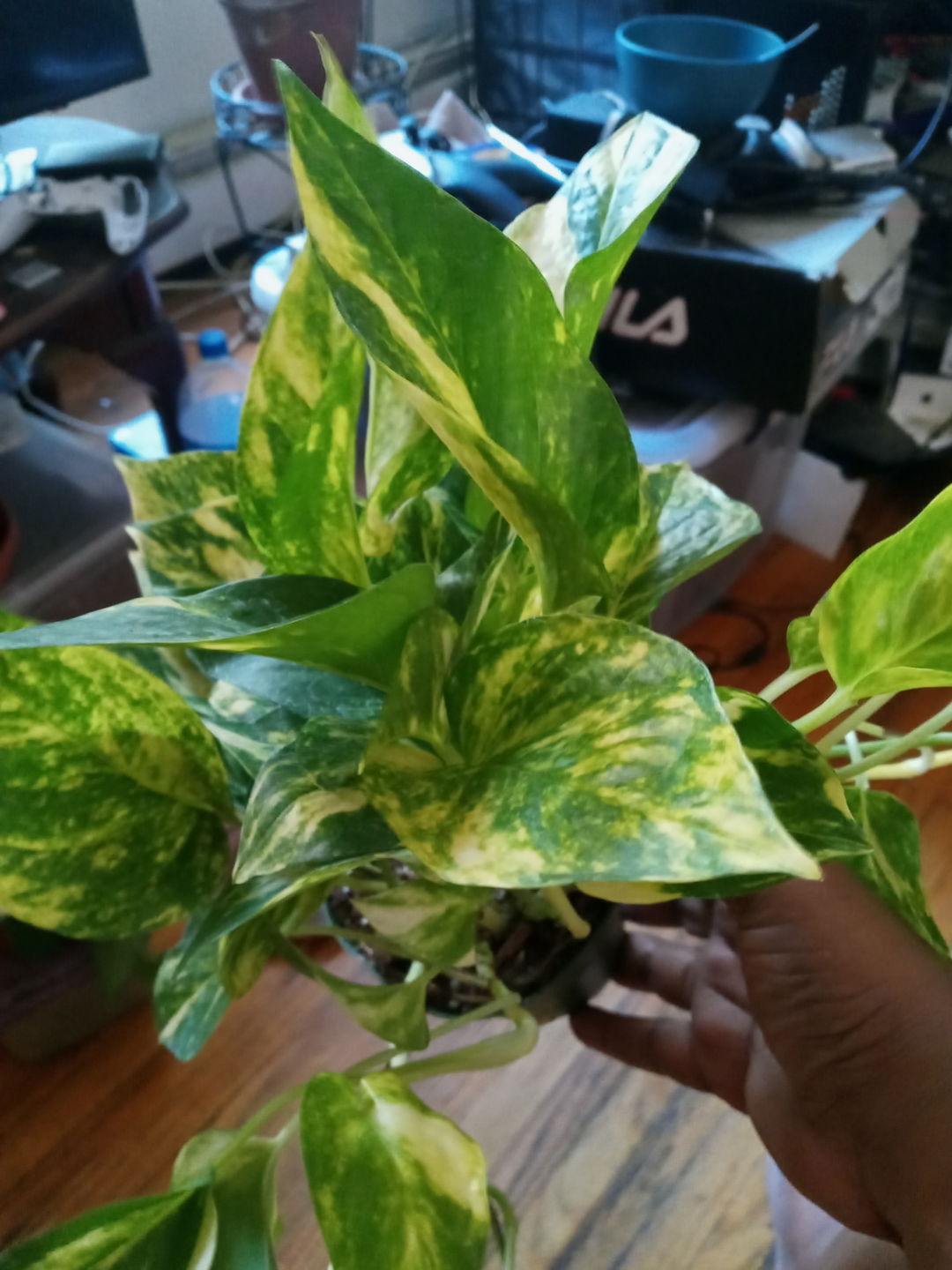 Customer photo review of 4" Pothos Epipremnum aureum 'Golden'