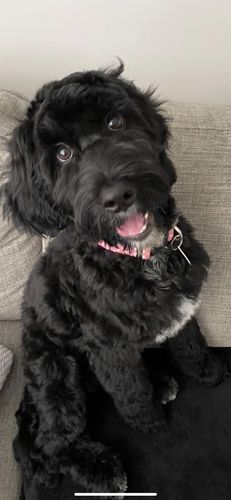 Customer photo review of Hemp Seed Oil for Dogs (200ml)