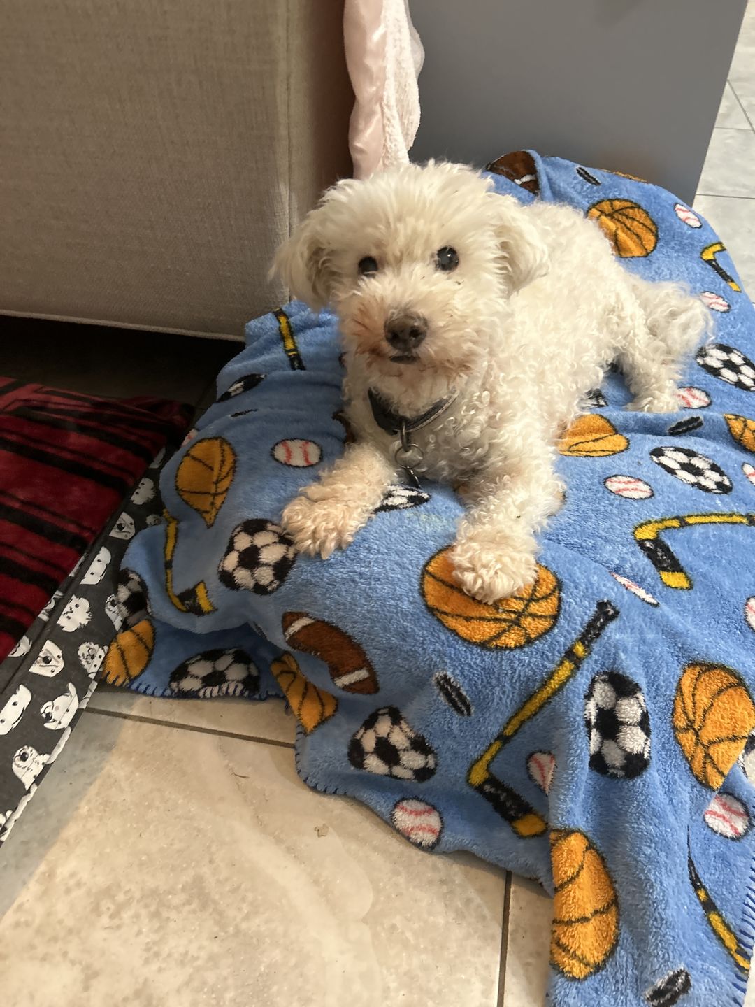 Customer photo review of WALK-EASY® Joint and Hip Pain Relief Remedy for Dogs and Cats - Single