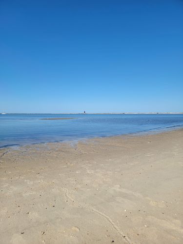 Customer photo review of Happy Dogs