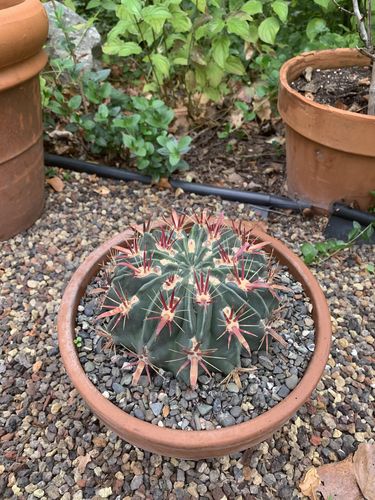 Customer photo review of Devils Tongue Barrel Cactus | 8 inch | Ferocactus Latispinus