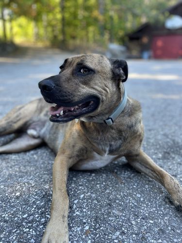 Customer photo review of Sage Collar - Recycled Ripstop