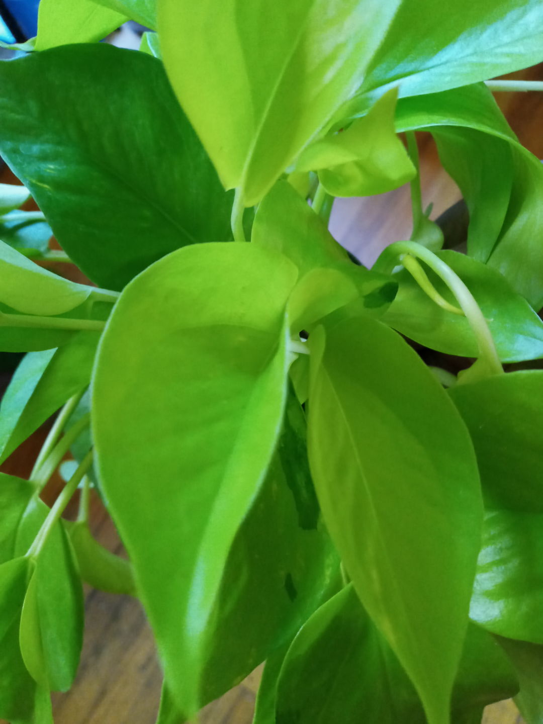 Customer photo review of 4" Pothos Epipremnum aureum 'Neon'