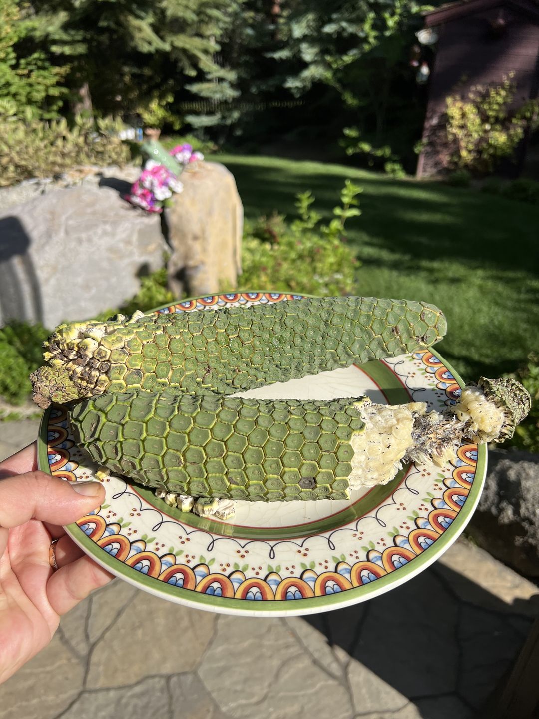 Customer photo review of Monstera Deliciosa *Pre-Order*