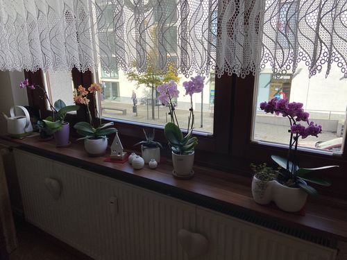 Customer photo review of Table Dance Merida mit lila Blüten und 2+ Stielen