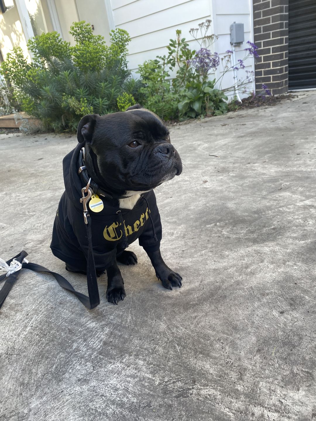 Customer photo review of Gangsta Yapper Dog Hoodie - Personalised