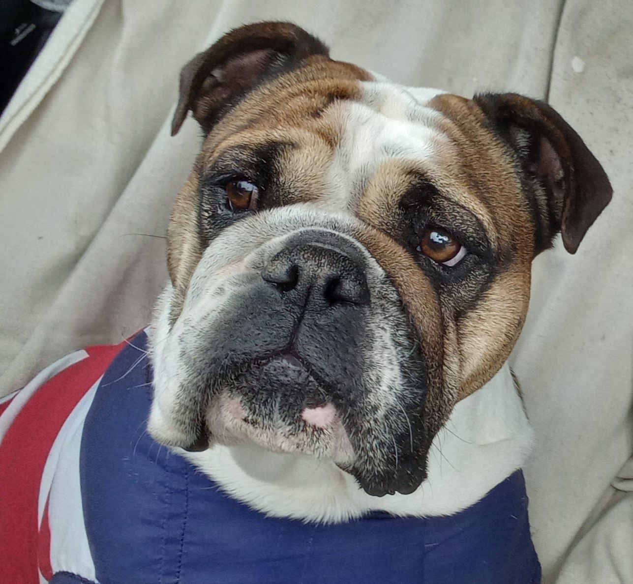 Customer photo review of Pawz Back Seat Cover