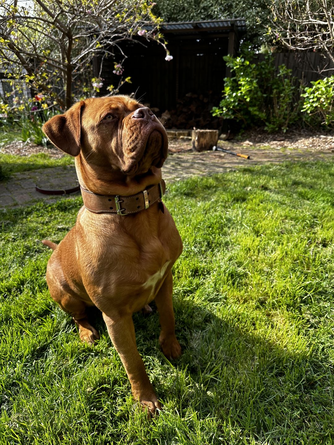 Customer photo review of Hand Made Leather Dog Collar - Classic Buckskin (Wide Fit)