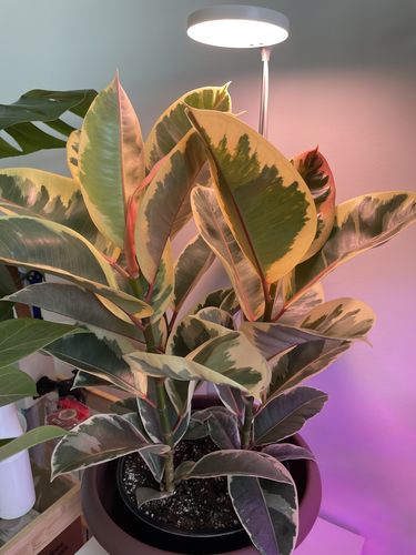 Customer photo of 28" Adjustable LED Plant Light from Cristin