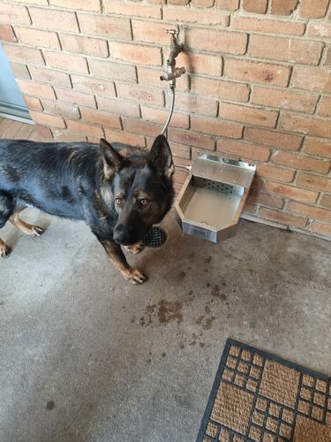 Customer photo review of Pet Rehydration Station