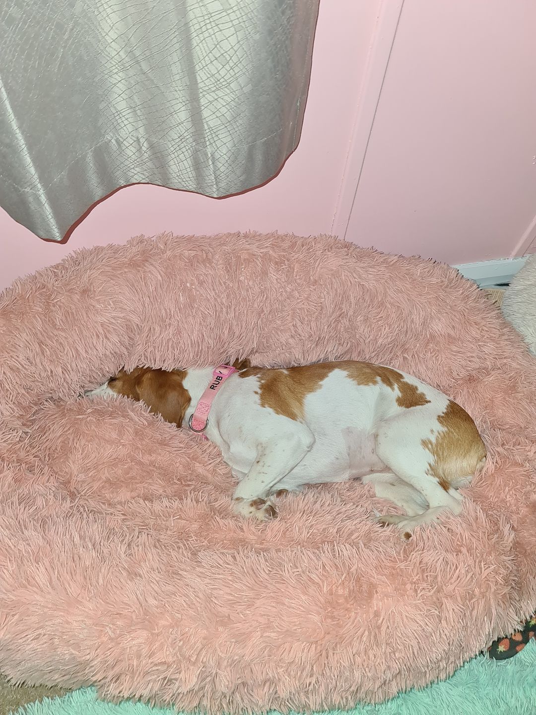 Customer photo review of PaWz Dog Calming Bed Removable Cover Cusion Mat