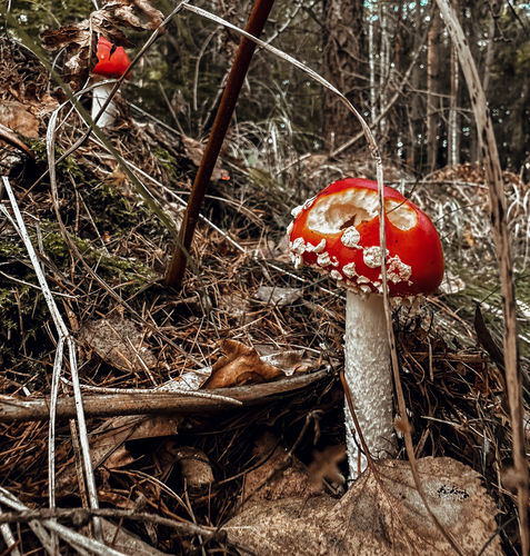 Customer photo review of FALL - MOBILE PRESETS