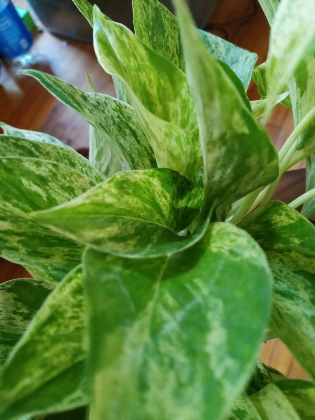 Customer photo review of 4" Pothos Epipremnum aureum 'Marble Queen'