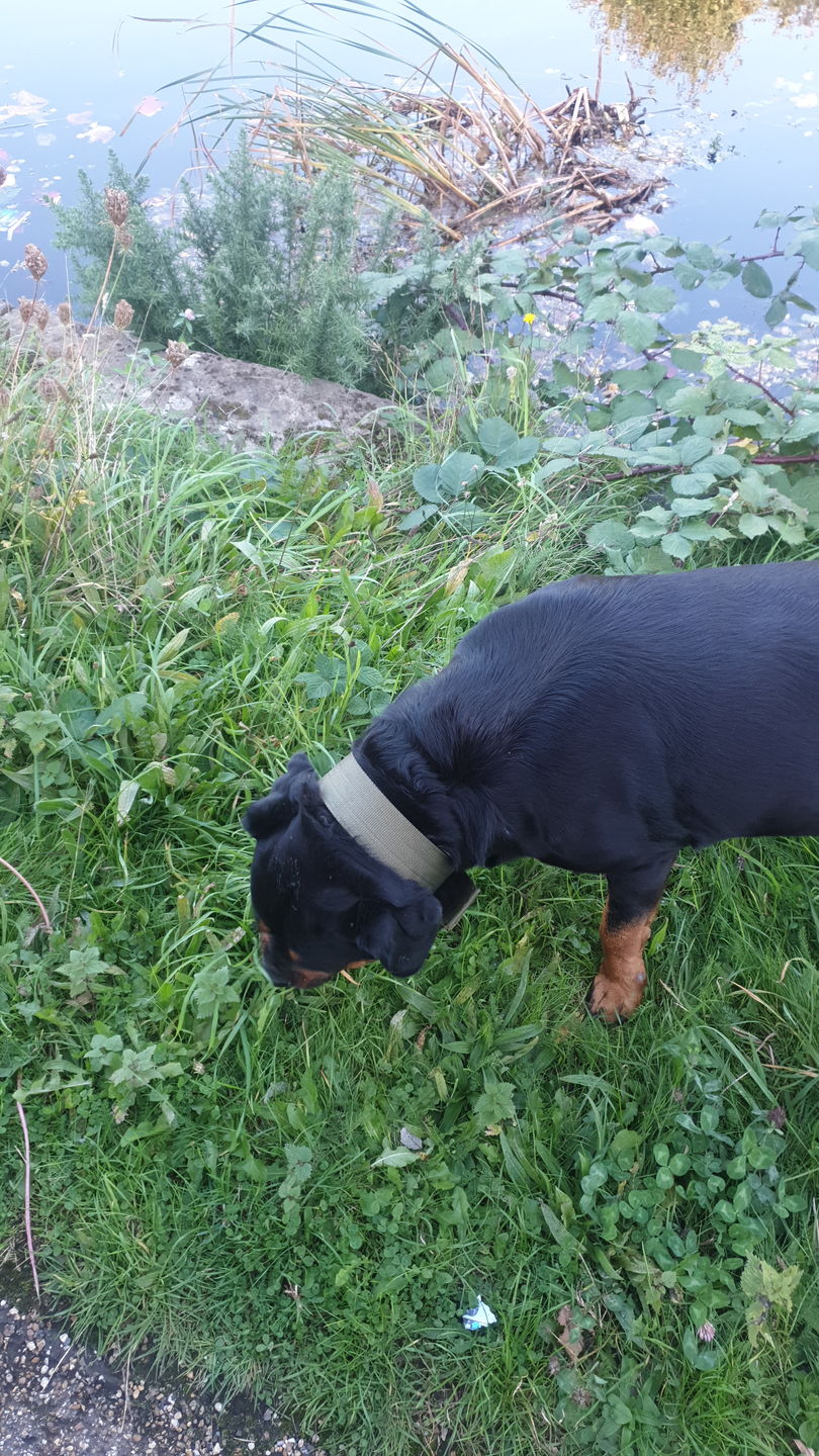 Customer photo review of 5cm Nylon Dog Collar - Khaki v2.0
