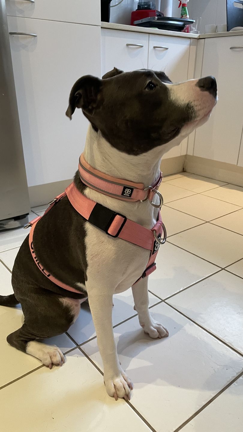 Customer photo review of Double Ended Training Lead | All Breeds - Durable & Soft 2m Lead - Pink