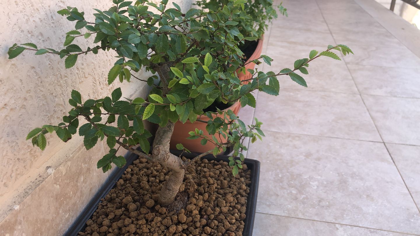 Customer photo review of NANOTEK CB® (DNA BONSAI 2.0)