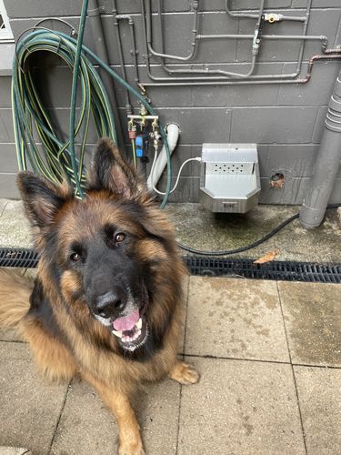 Customer photo review of Pet Rehydration Station