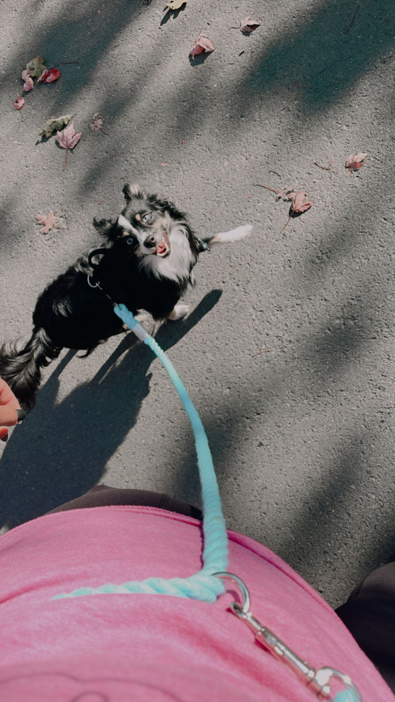 Customer photo review of 6-IN-1 Cotton Rope Dog Leash