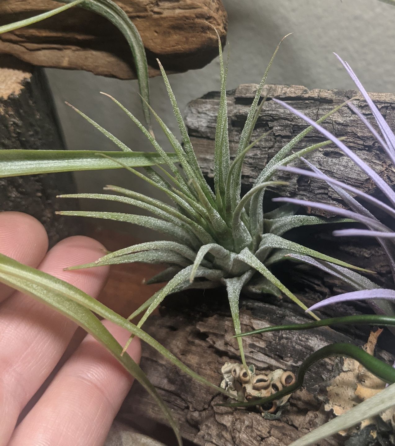 Customer photo review of Ionantha Guatemala