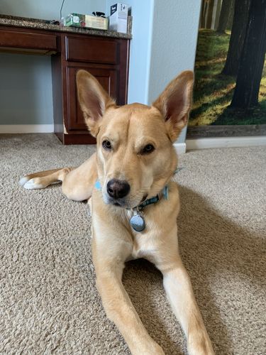 Customer photo review of Explorer