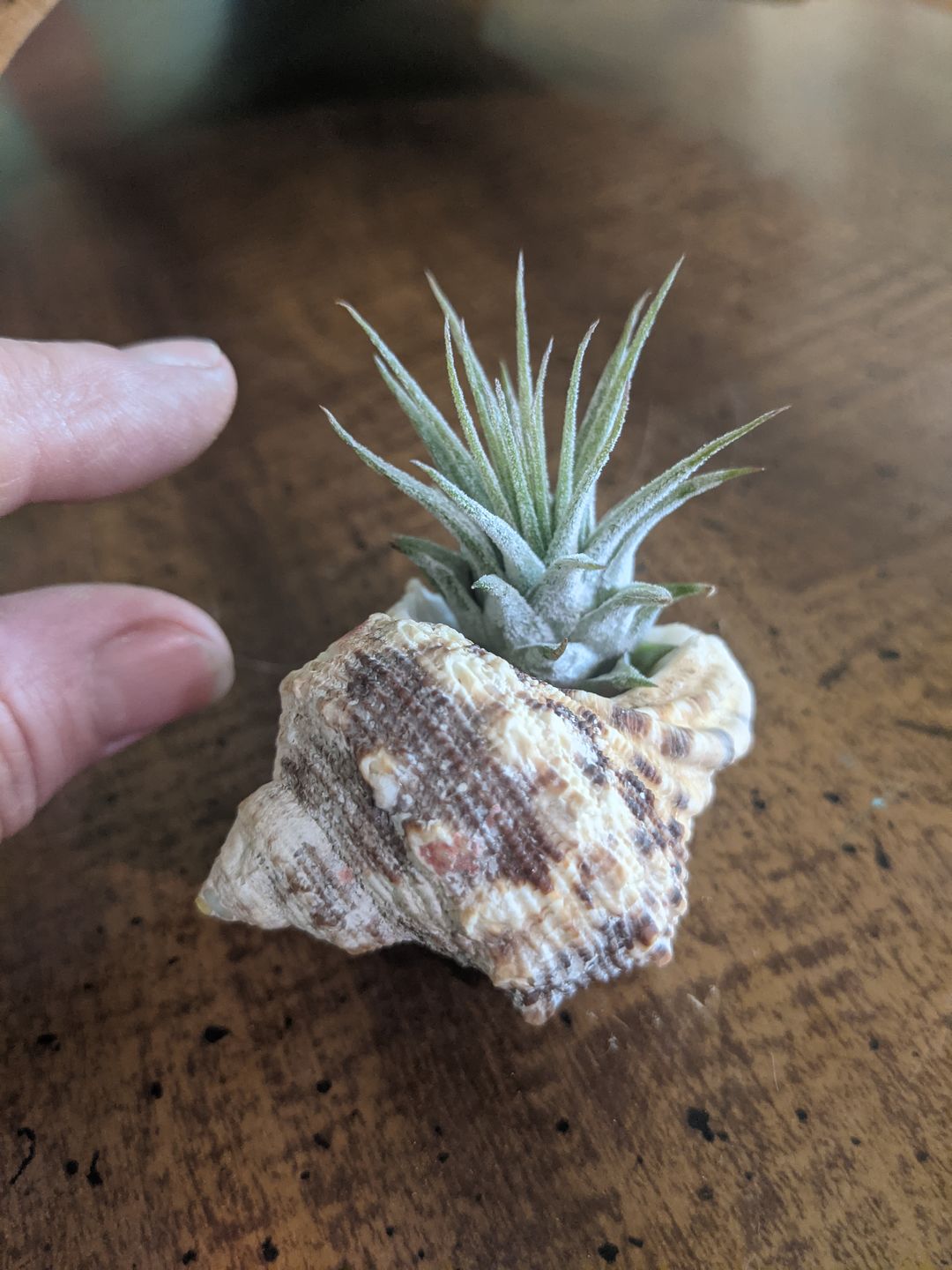 Customer photo review of Ionantha Guatemala