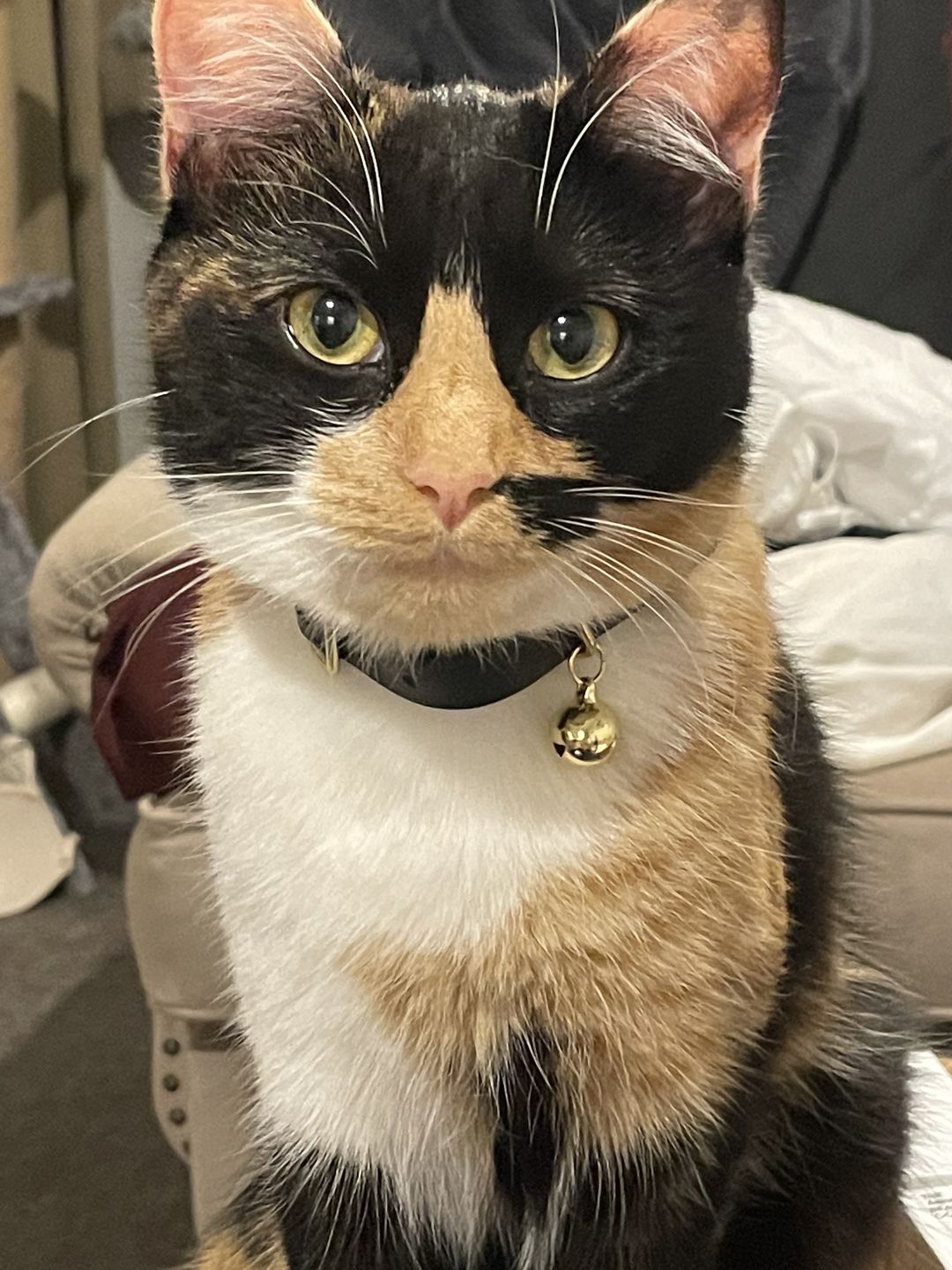 Customer photo review of Leather Cat Collar with Nameplate - Custom Sized