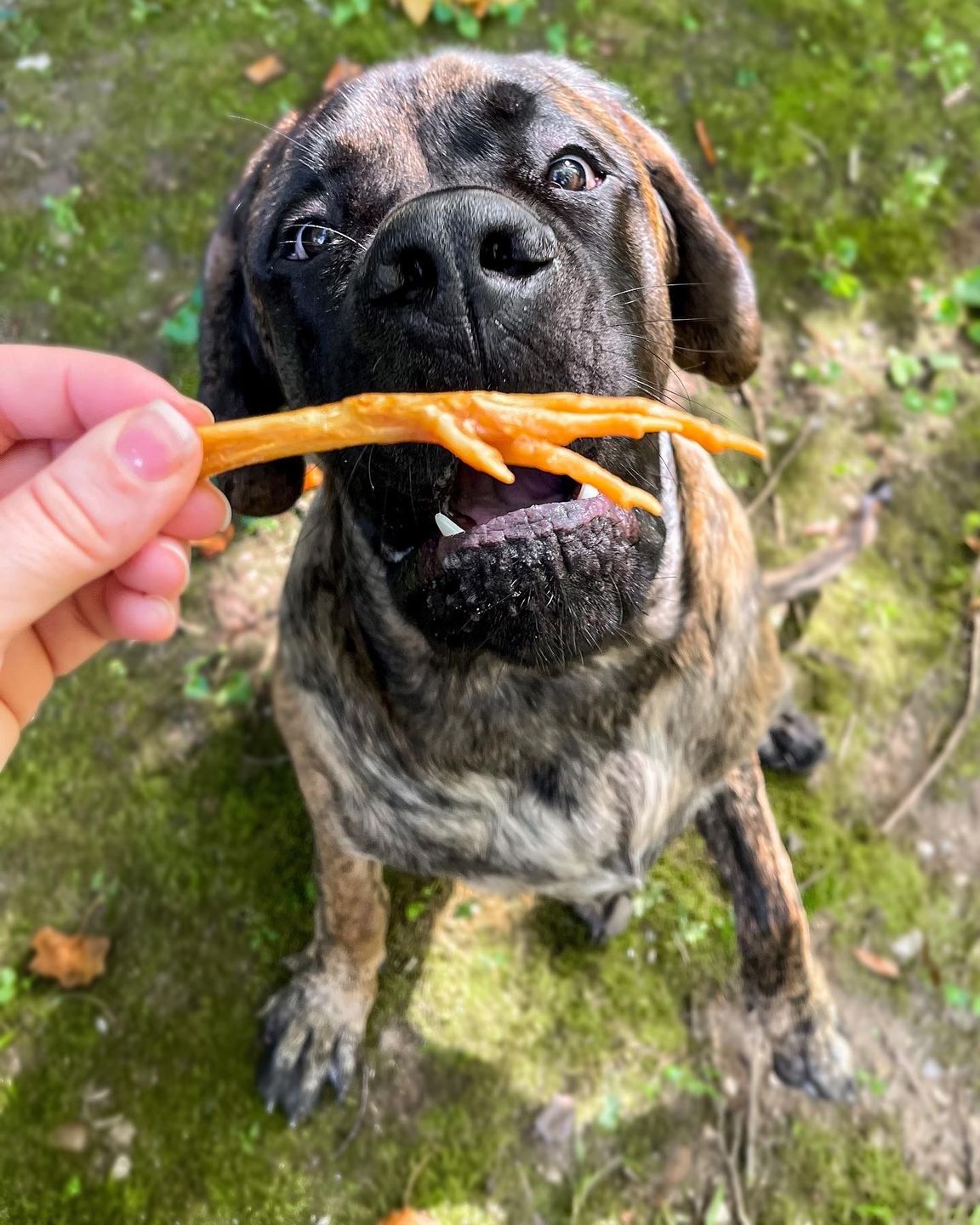 Customer photo review of Chicken Feet