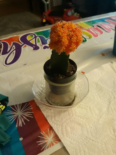 Customer photo review of Moon Cactus Red & Yellow | Gymnocalycium mihanovichii freidrichii
