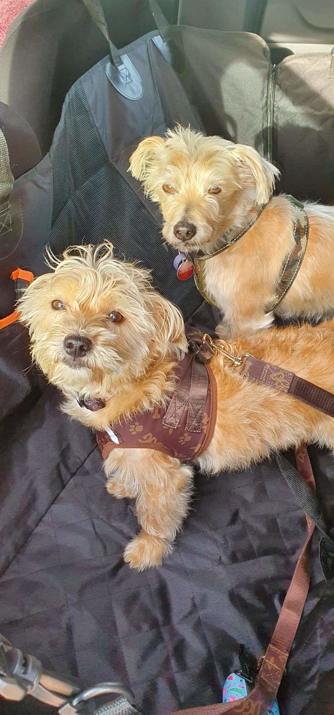 Customer photo review of Pawz Back Seat Cover