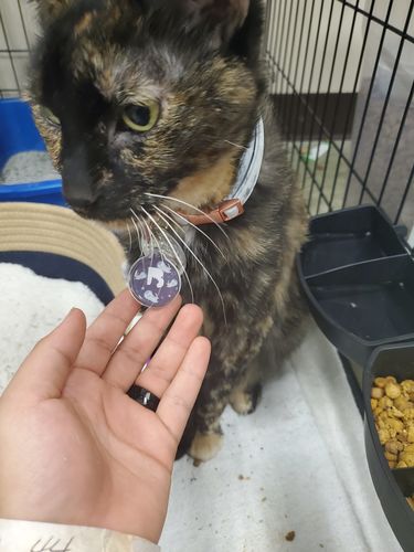 Customer photo review of Astro Cat