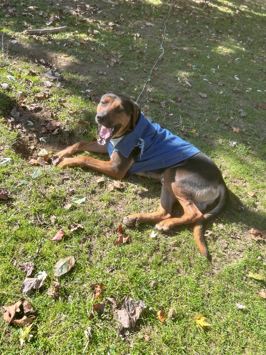 Customer photo review of Rocker Combo - Raglan and Denim Vest