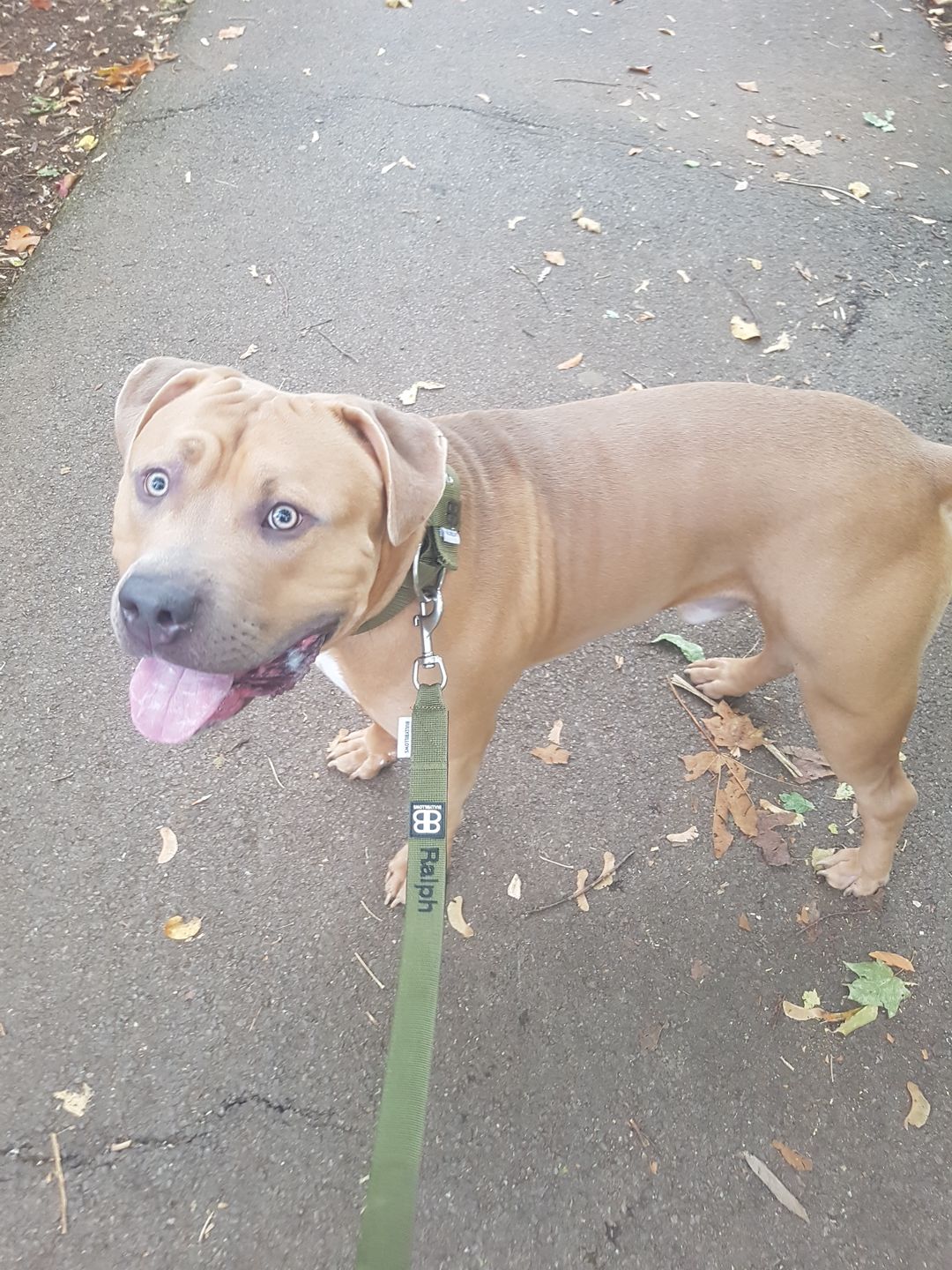 Customer photo review of 5cm Nylon Dog Collar - Khaki v2.0