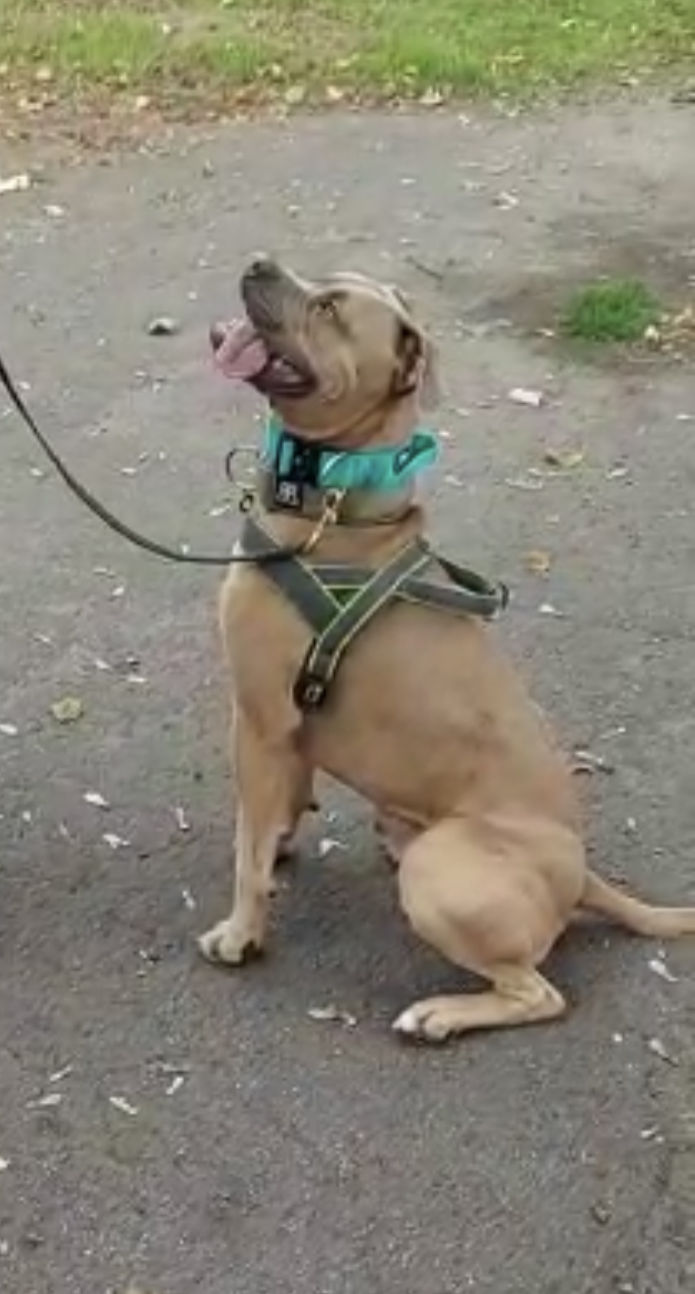 Customer photo review of 4cm Combat® Collar | With Handle & Rated Clip - Turquoise v2.0