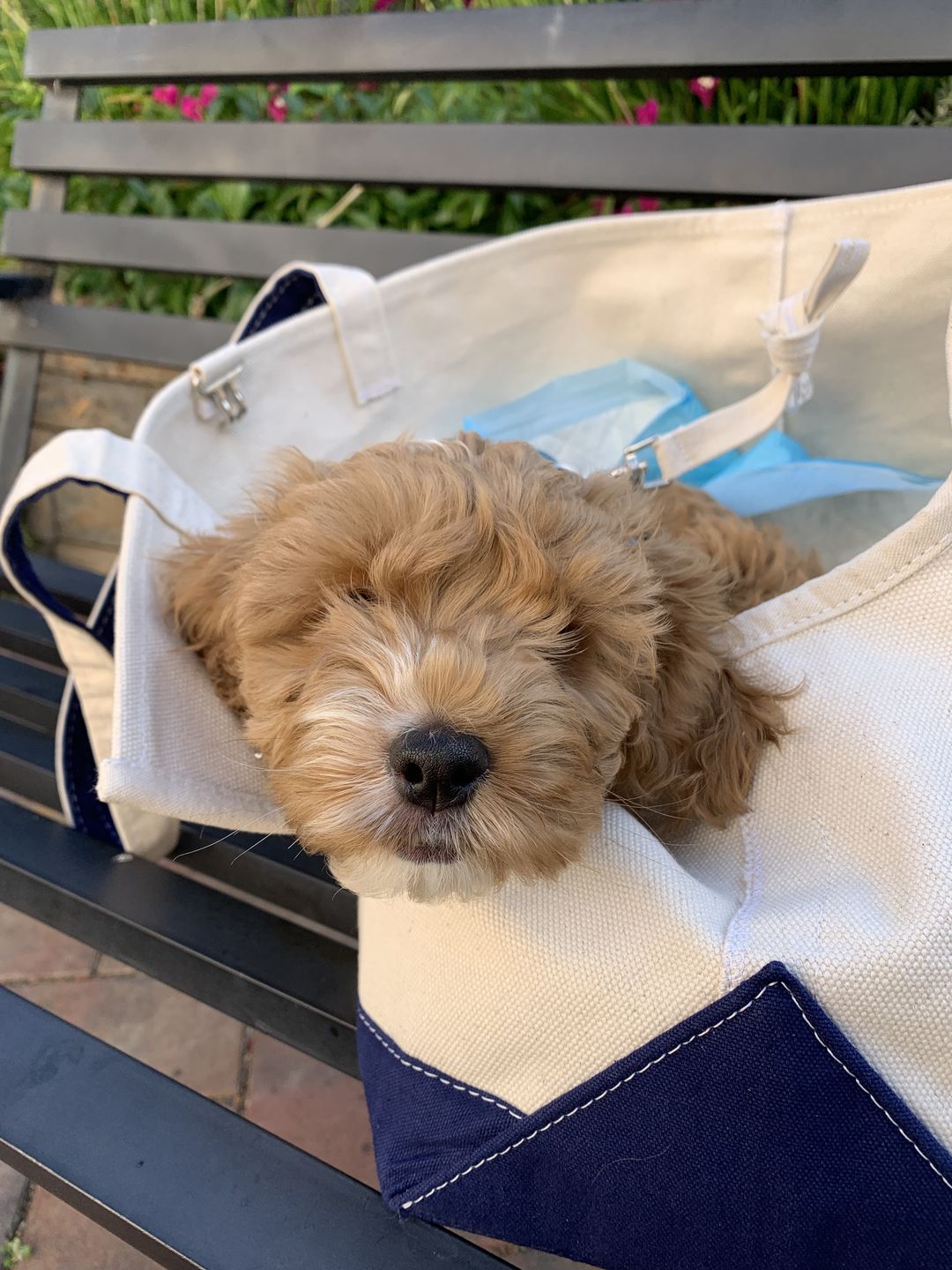 Customer photo review of Boat Canvas Carrier - Classic