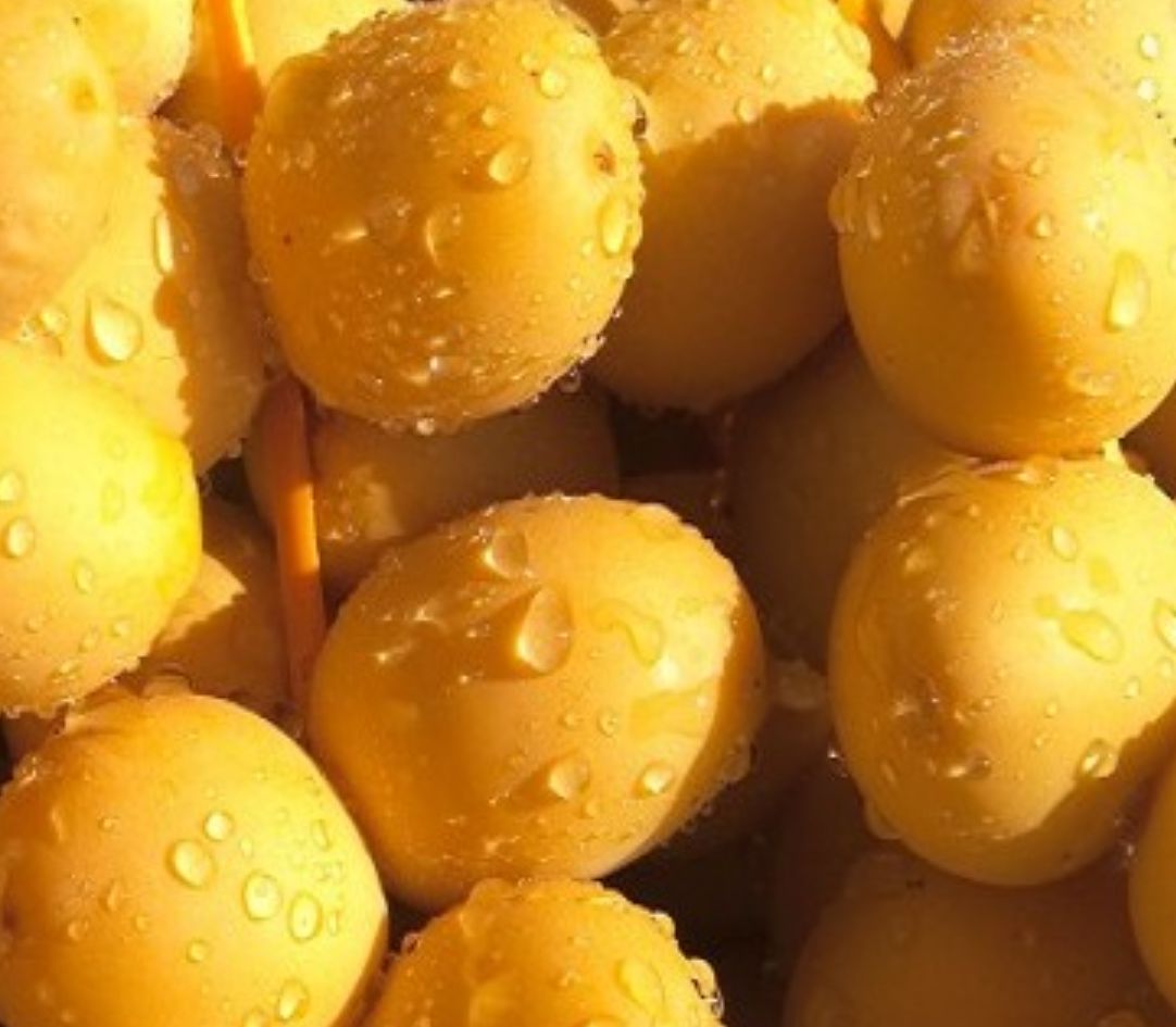 Customer photo review of Yellow Barhi Dates - Khalal Stage