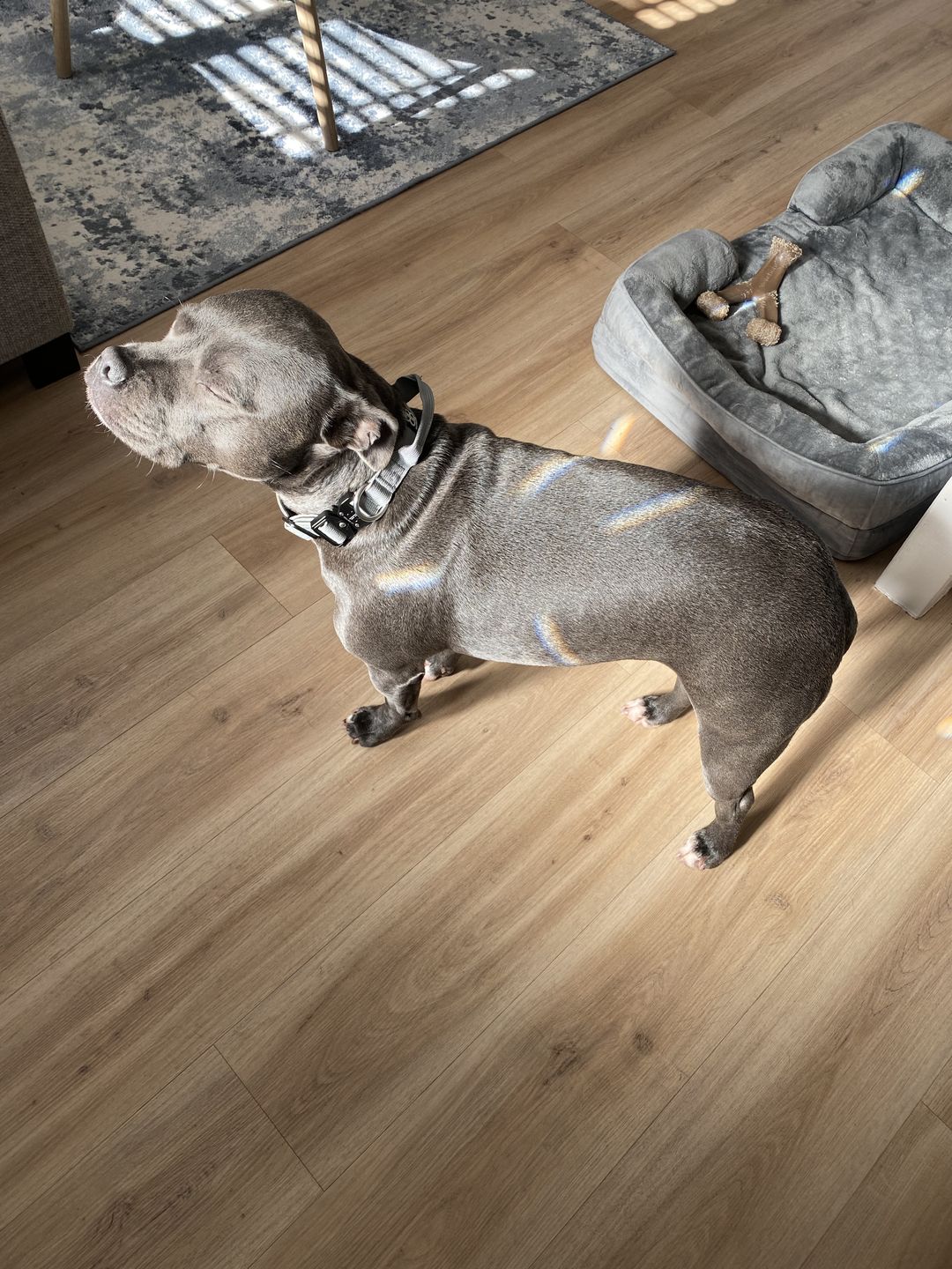 Customer photo review of 2.5cm Combat® Collar | With Handle & Rated Clip - Metal Grey v2.0