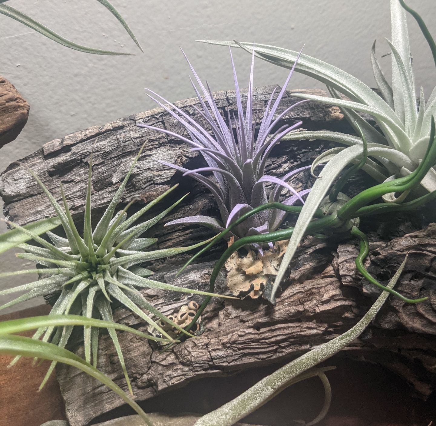 Customer photo review of Ionantha Lavender